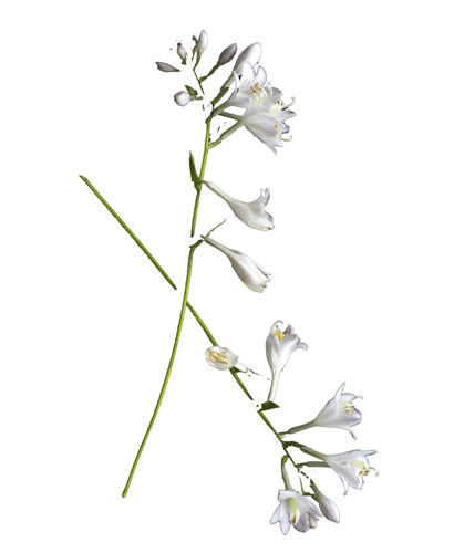 410x500 Flower Photographs