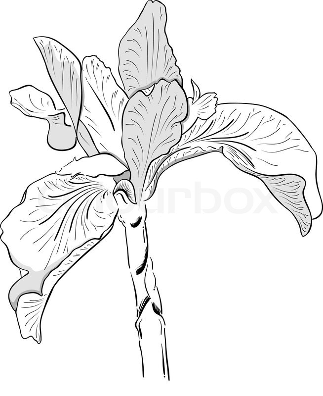 654x800 Drawing Iris Isolated On The White Stock Vector Colourbox