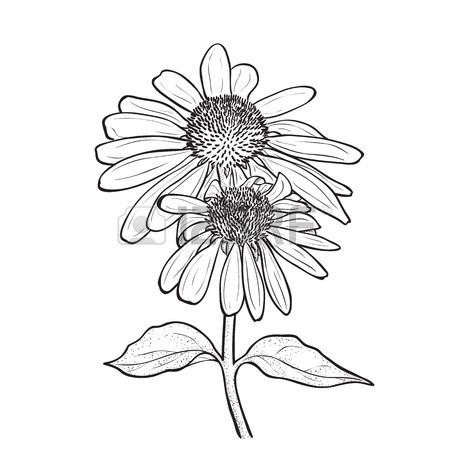 450x450 Hand Drawn Flowers