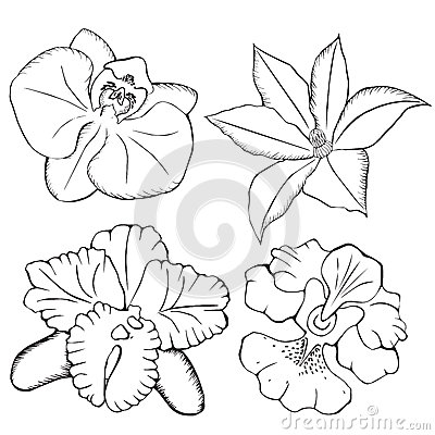 400x400 Orchids. Contour Flowers On A White Background. Art