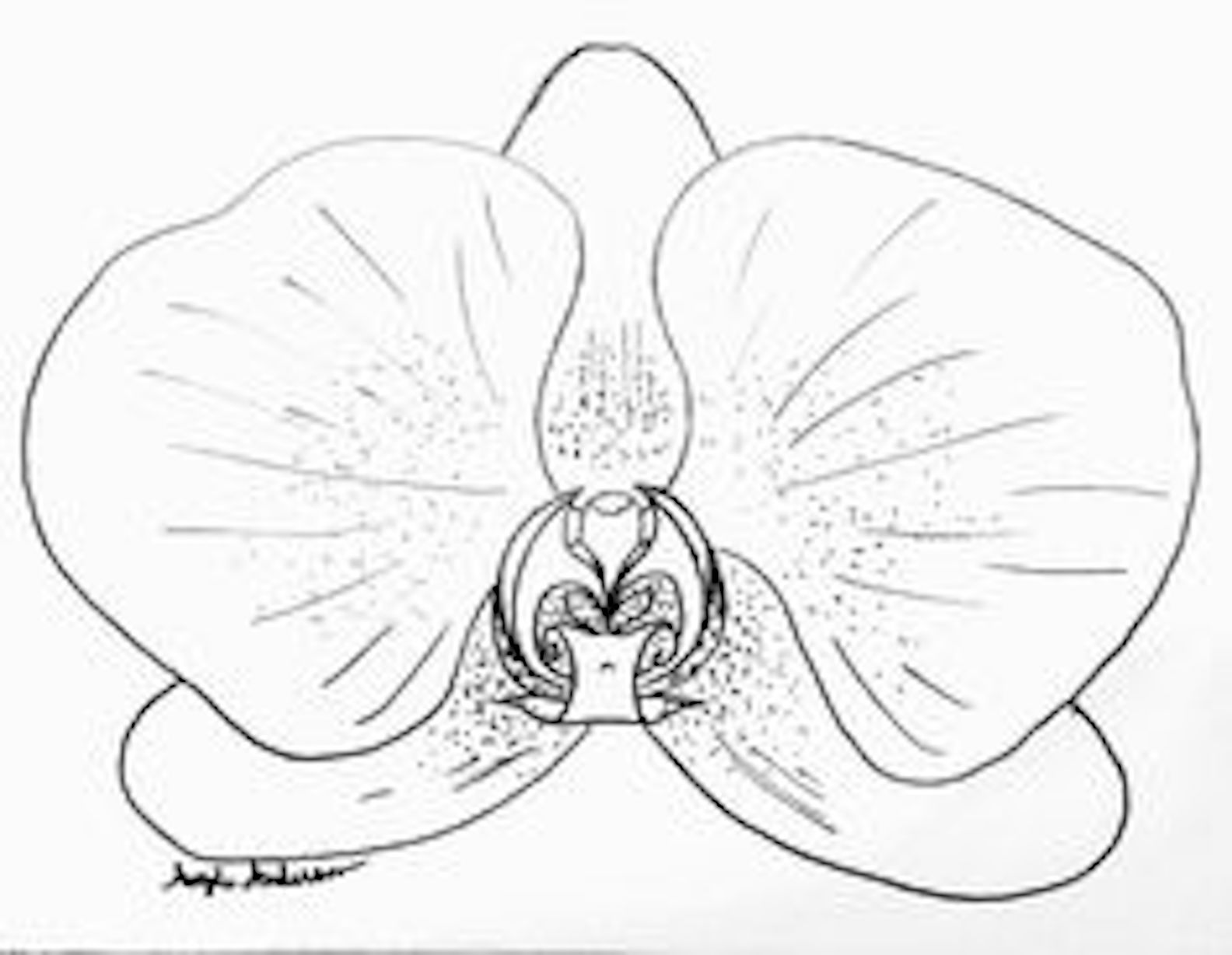 1584x1228 Pin By Judy H. Hall On Shaun's Orchid And Request