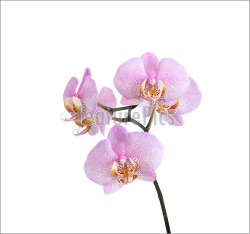 500x468 Pink Orchid On White Image