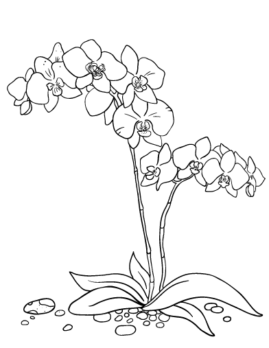 392x507 Printable Orchid Coloring Page. Free Pdf Download