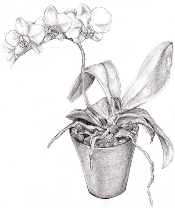 564x678 Resultado De Imagem Para Flower Pot Pencil Drawing Desenharth