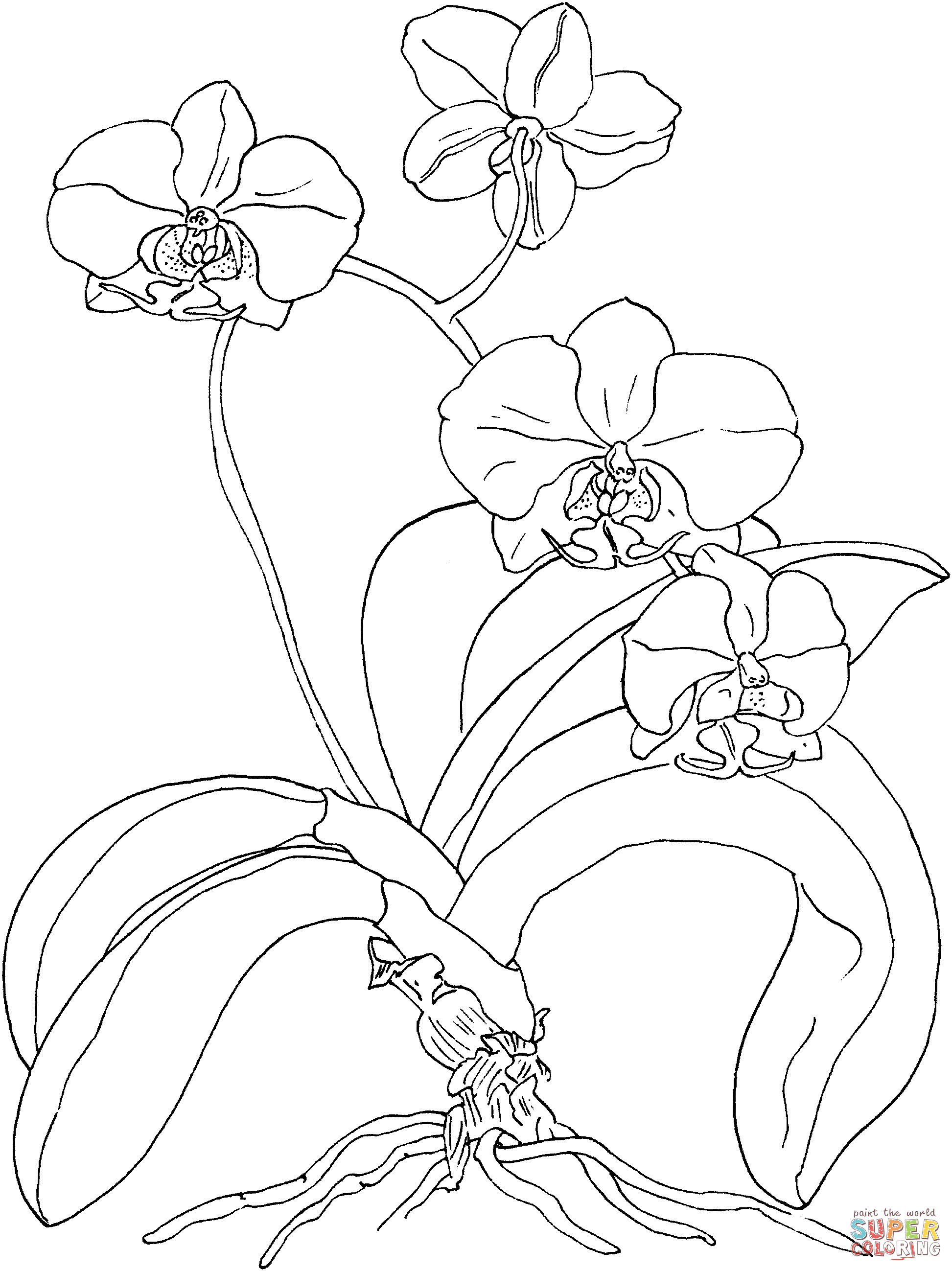 1945x2597 Gousicteco Orchid Drawing Black And White Images