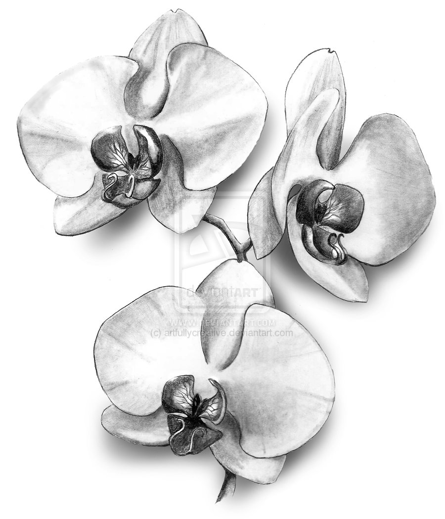 900x1050 Gousicteco Orchid Drawing Black And White Images