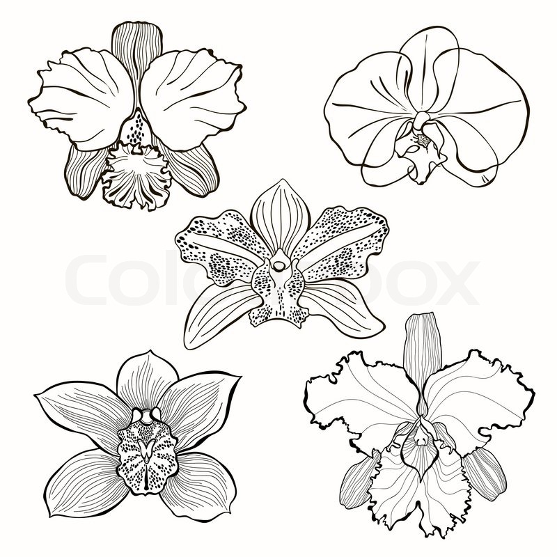 800x800 Hand Drawn Orchid Flowers Vector Set Stock Vector Colourbox