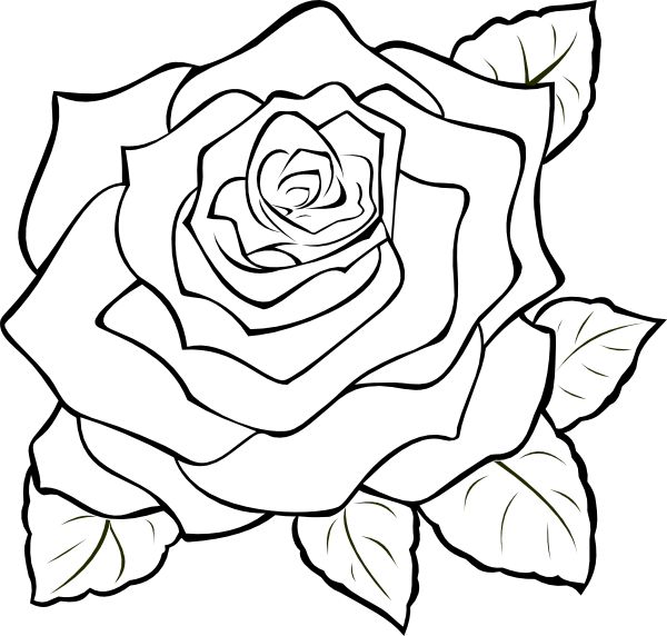 Purple Rose Drawing