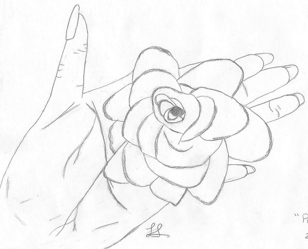 600x485 Purple Rose Sketch By Coldstone101