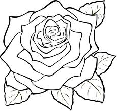 230x219 Rose Line Drawing