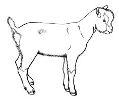 Pygmy Goat Drawing at GetDrawings | Free download