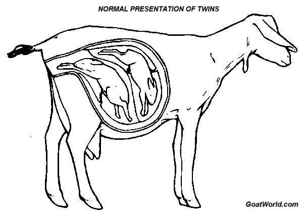 600x418 Goat And Pregnancy