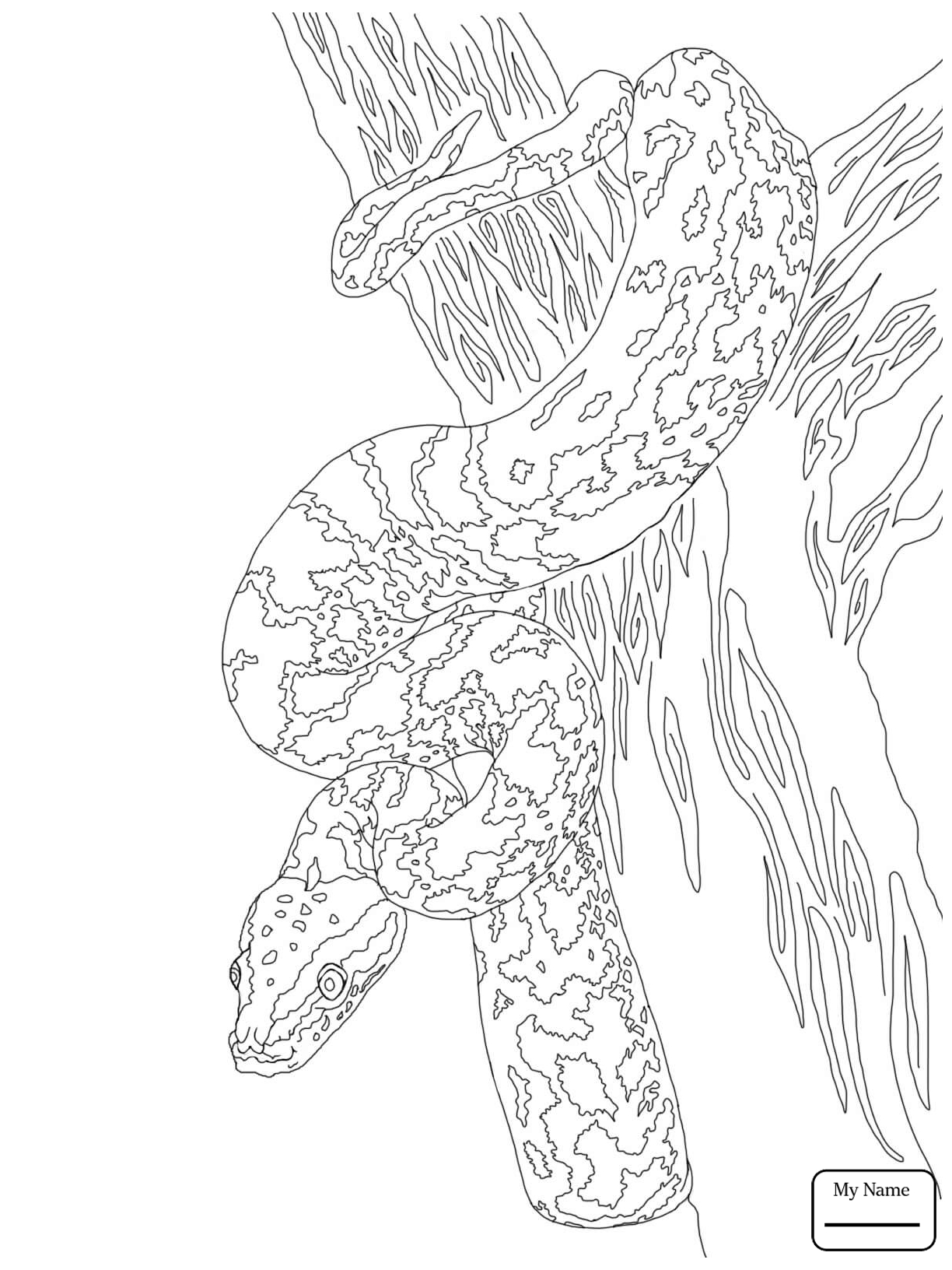 1224x1632 Reptiles African Rock Python Realistic Snakes Coloring Pages