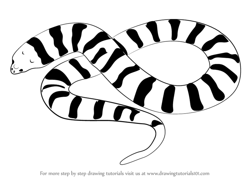 800x566 Learn How To Draw A Tiger Snake (Snakes) Step By Step Drawing