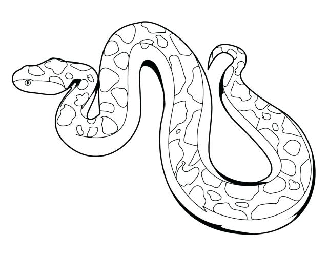 640x495 Mesmerizing Snakes Coloring Pages 56 For Your Line Drawings