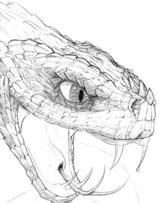 236x292 Realistic Snake Drawing
