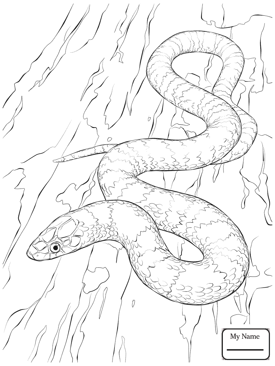 Python Snake Drawing at GetDrawings.com | Free for personal use Python