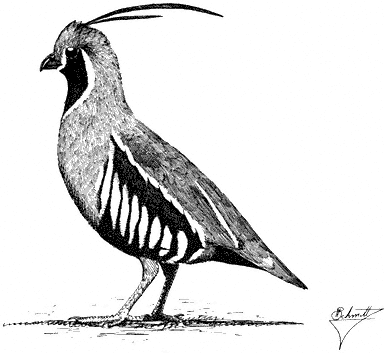 387x353 Natural History Of The White Inyo Range