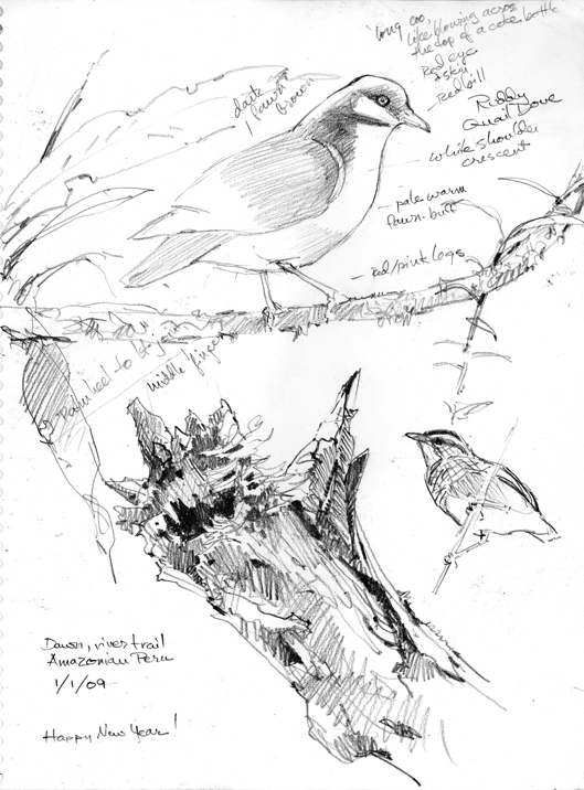 529x716 Night, The Jungle, And You Drawing The Motmot