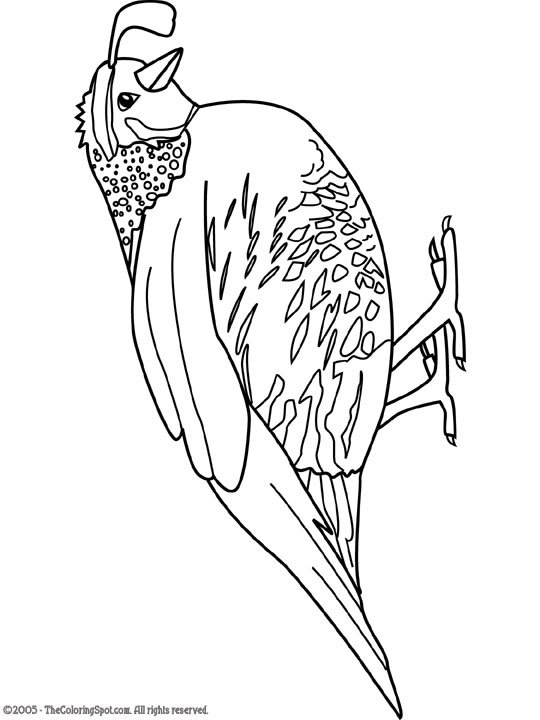 540x720 Quail Audio Stories For Kids Amp Free Coloring Pages From Light Up