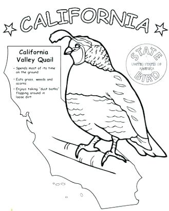 329x412 Quail Coloring Page Quail Coloring Page Quail Free Quail Coloring