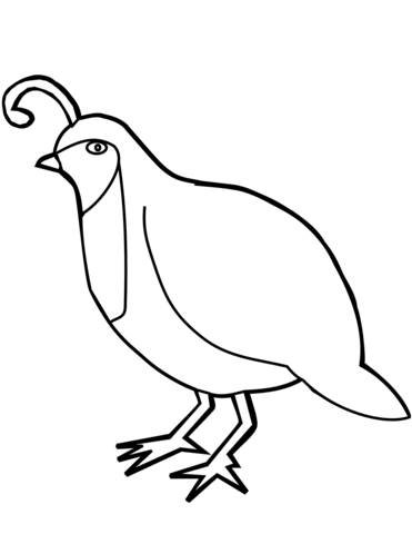371x480 Quail Coloring Page Free Printable Coloring Pages