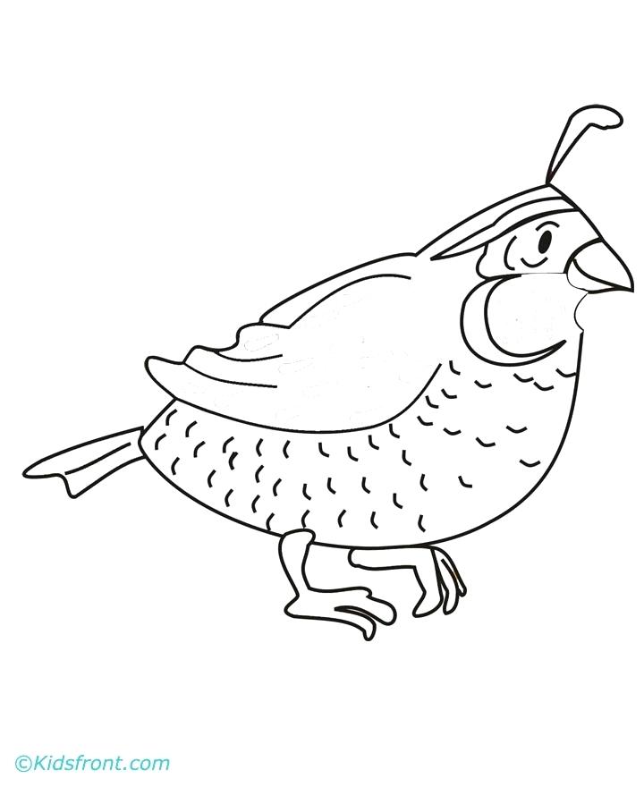 720x880 Quail Coloring Page Synthesis.site