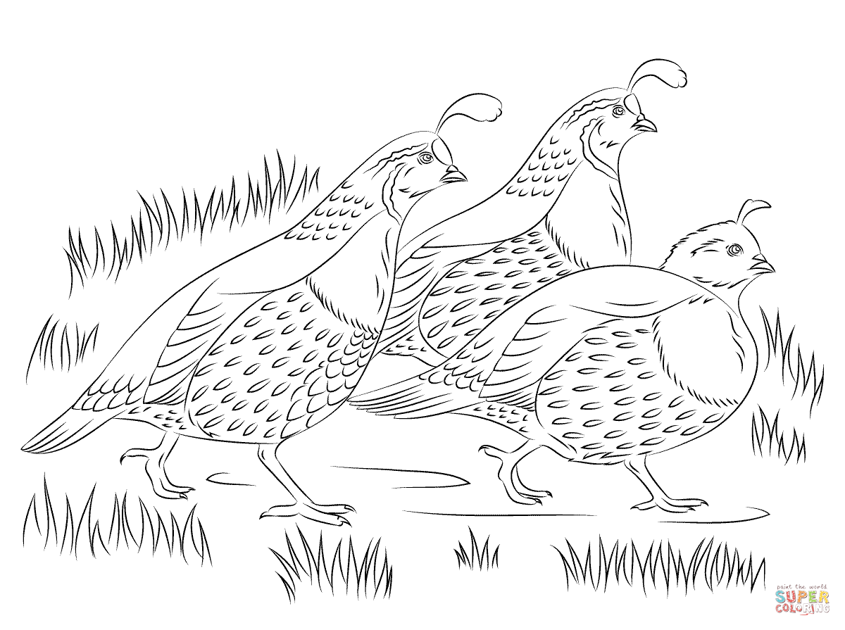 1200x895 California Quails Coloring Page Free Printable Coloring Pages