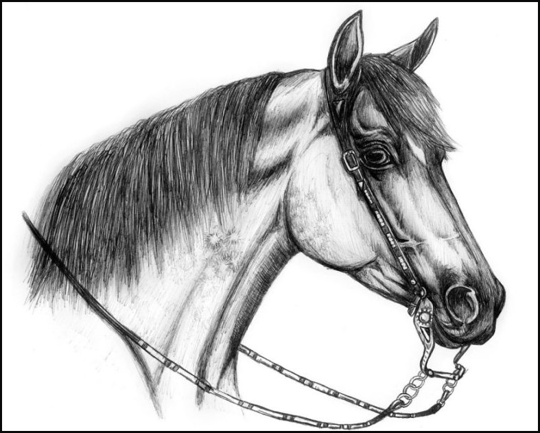 787x631 Quarter Horse By Tamaramustdie