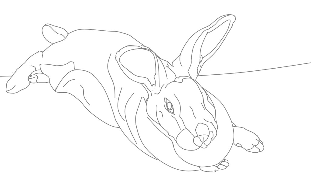1024x636 Bunny Trace Art Drawings Sketches, Drawing Sketches And Art Drawings