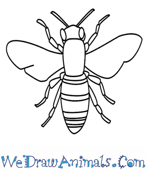 300x350 How To Draw A Bee