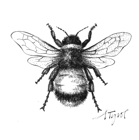 447x451 Illustration By Adelaide Tyrol. Long Live The Queen!