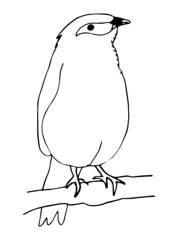 360x480 Mynah Bird Coloring Page Free Printable Coloring Pages