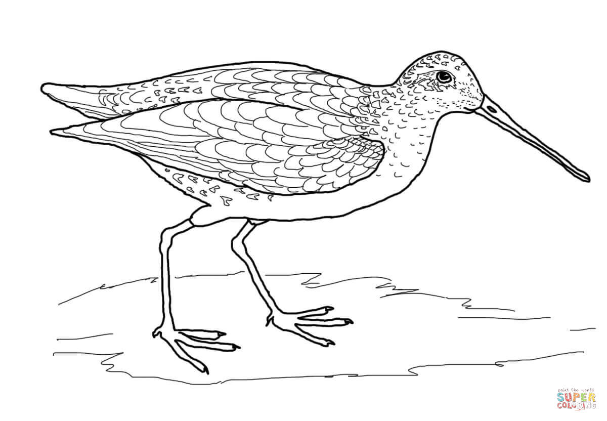 1200x832 Snipe Bird Coloring Page Free Printable Coloring Pages