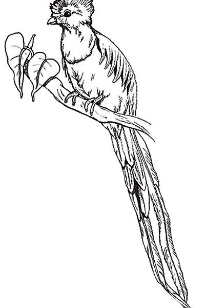 Quetzal Bird Drawing at GetDrawings | Free download