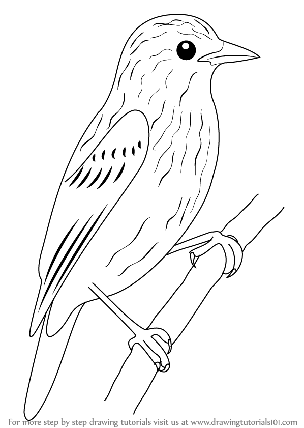 598x841 Learn How To Draw Xenops (Birds) Step By Step Drawing Tutorials