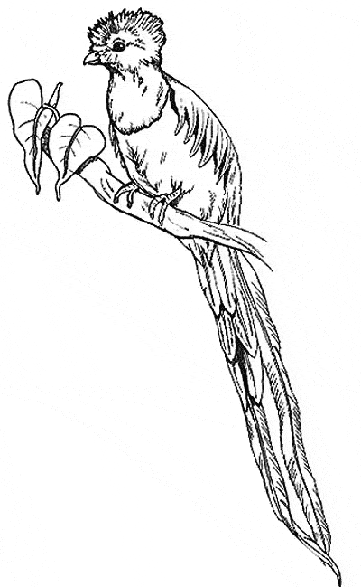 400x649 Quetzal Coloring Page