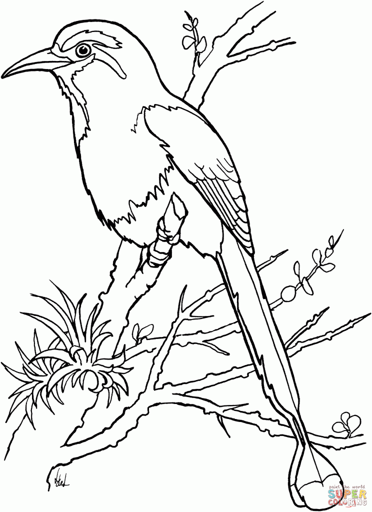 744x1024 Torogoz Bird Coloring Page Free Printable Coloring Pages Inside