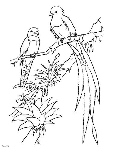 375x500 Quetzal 2 Dibujos Cuzo
