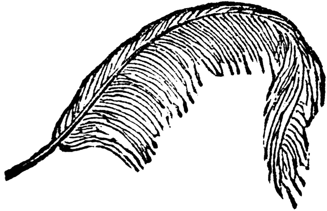 640x413 Feather Clipart Etc