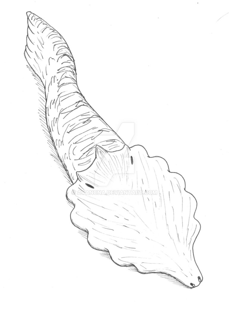 769x1038 Empedaspis Inermis Bw By Avancna