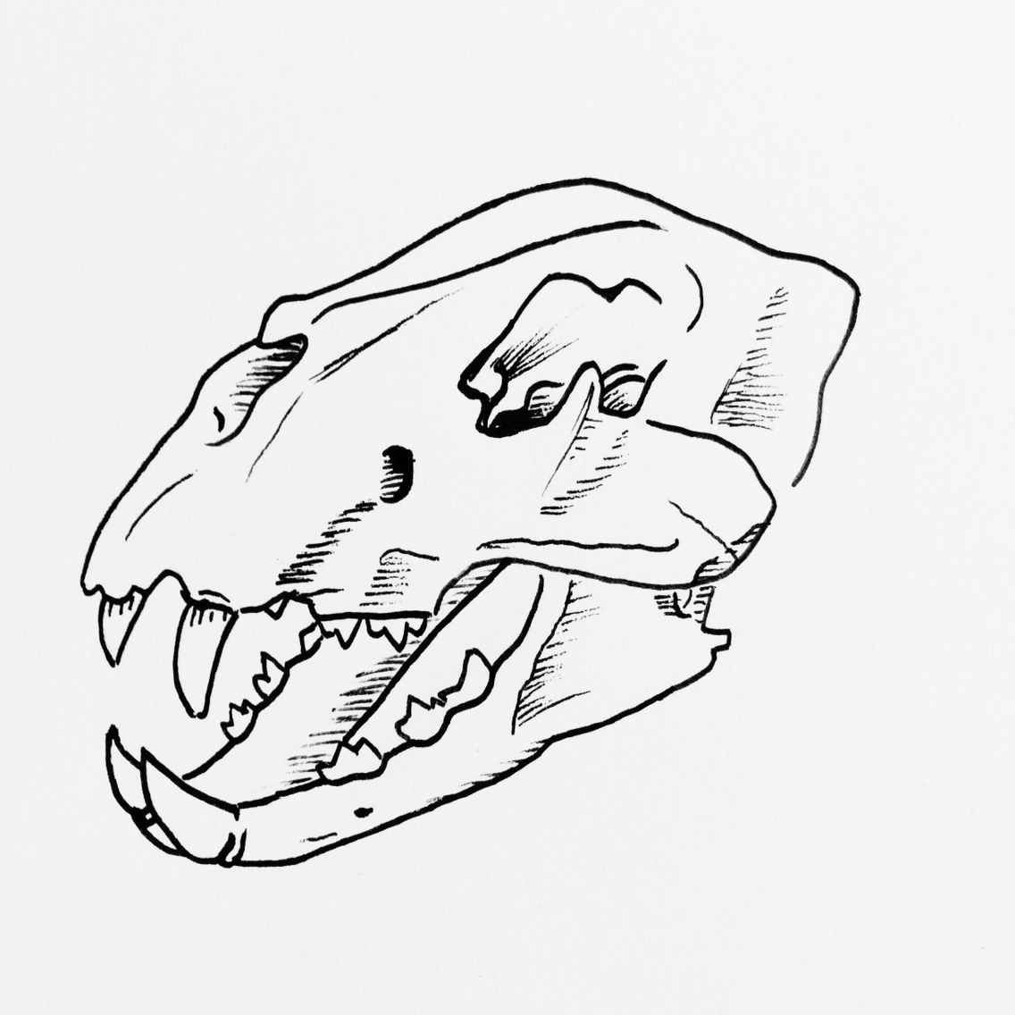 1136x1136 Simple Lion Skull Drawing