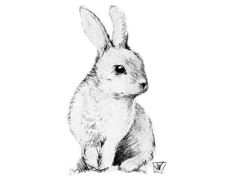736x584 9 Best Rabbits Images On Draw, Black And Drawing