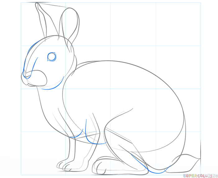 701x575 How To Draw A Rabbit Step By Step Drawing Tutorials