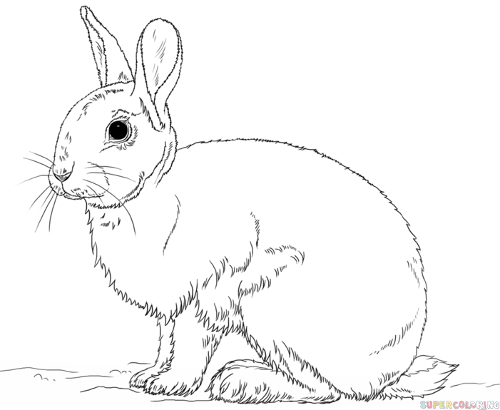 701x575 How To Draw A Rabbit Step By Step. Drawing Tutorials For Kids