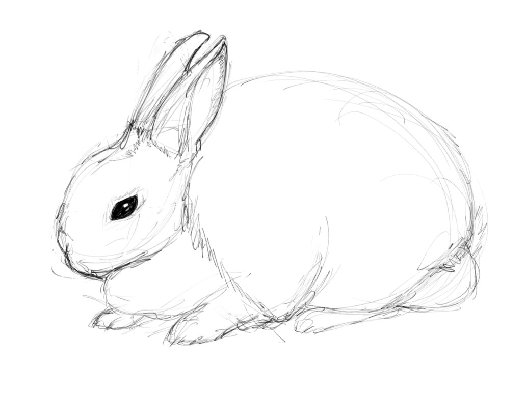 1032x774 Rex Rabbit Sketch By Amyannie14