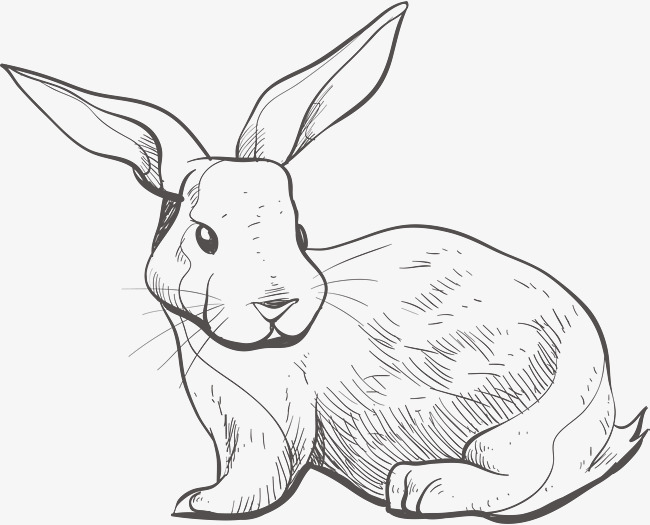 650x525 Sketch Bunny, Vector Png, Bunny, Lovely Rabbit Png And Vector
