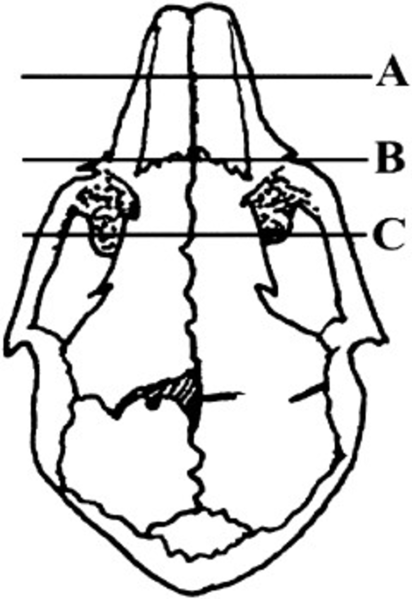 850x1236 Drawing Of A Rabbit Skull Showing Approximate Sites In