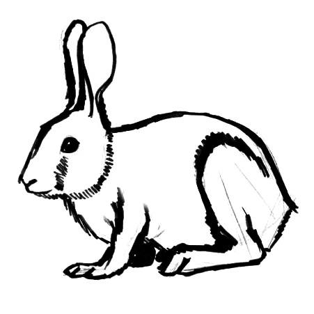 451x451 How To Draw A Rabbit
