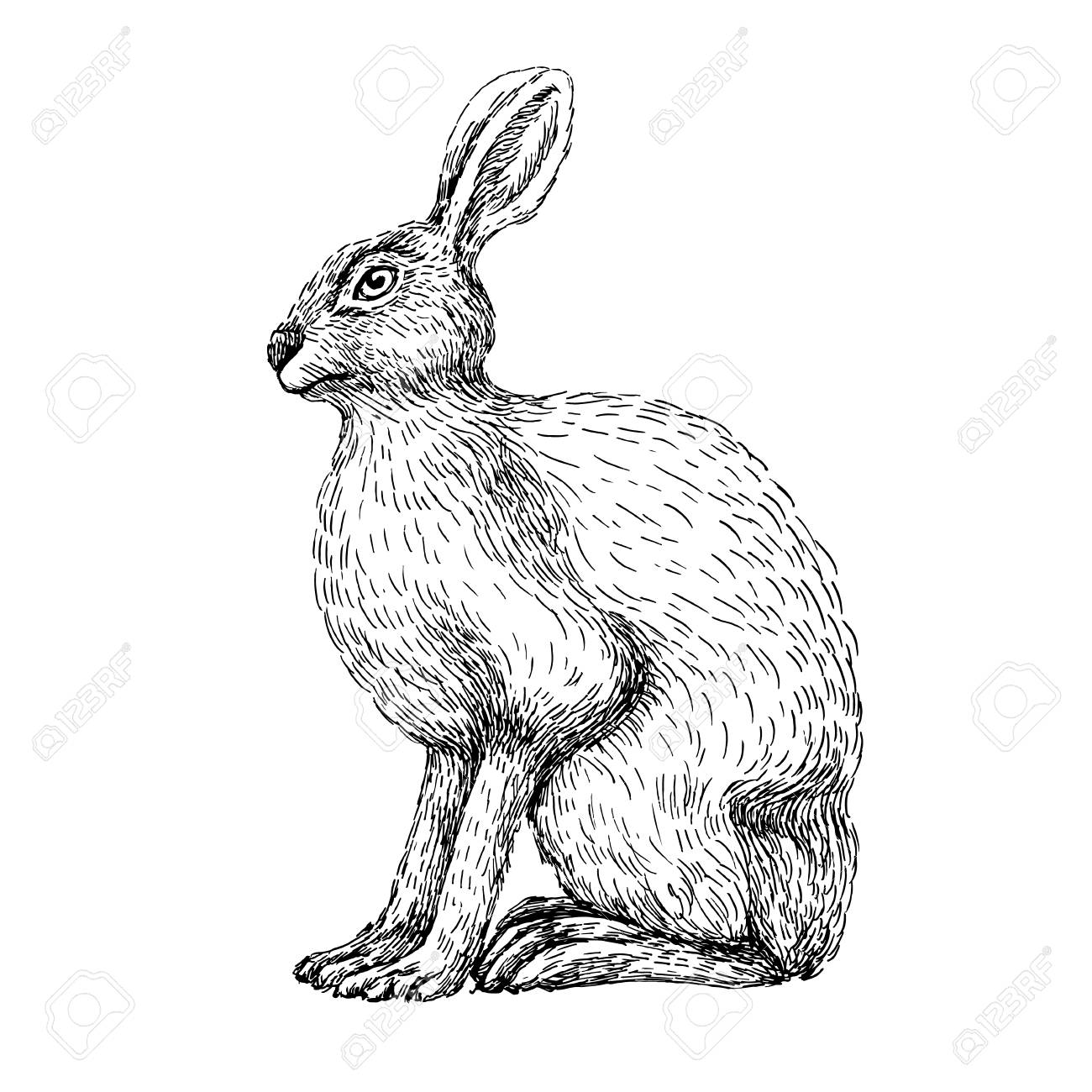 1300x1300 Sketch Line Art Drawing Of Hare Rabbit. Black And White Vector